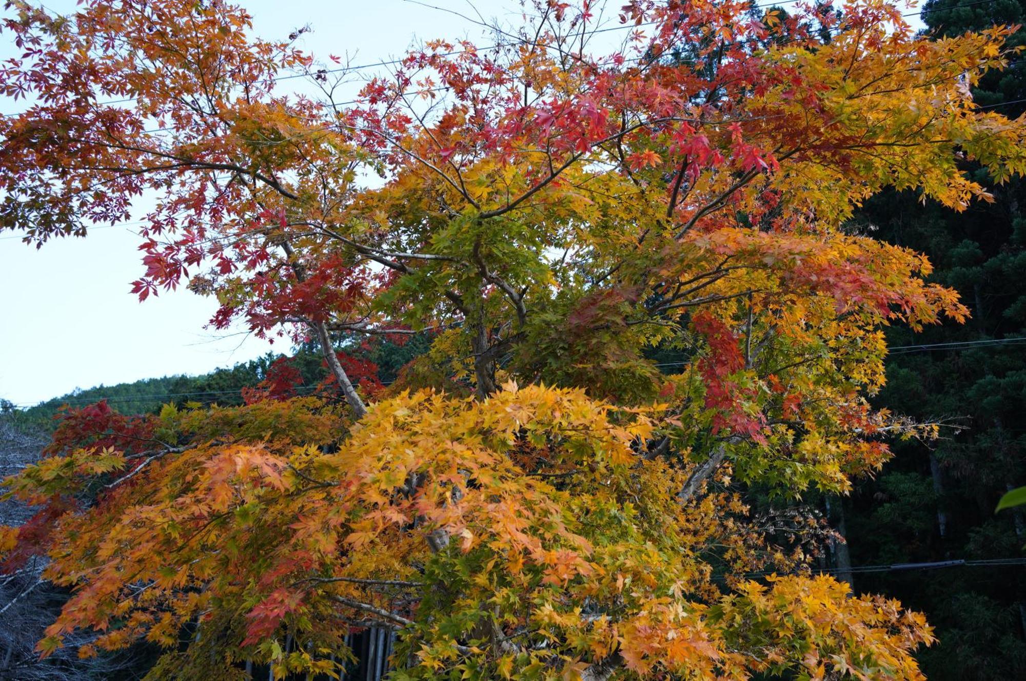 Satoyama Hotel Kanenone Tamba Maibara Eksteriør billede